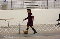Chihuahua Long Coat Sun Ring LR Midland Feb 2013
