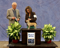 Chihuahua Smooth #14 Sun Select Bitch Lauren Etter Judge R Hartinger  LR Midland Feb 2013