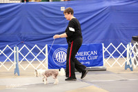 Chinese Crested B Match Ring Fri LR Midland Feb 2013