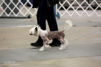 Chinese Crested Sat Ring LR Midland Feb 2013