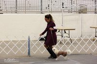 Chinese Crested Sun Ring LR Midland Feb 2013