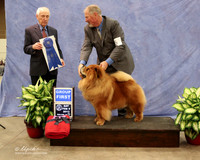 Chow Chow #5 Sat Group 1 Robert & Linda Banghart & Michael Brantley Judge R Hartinger LR Midland Feb 2013