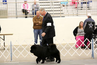 Chow Chow Sun Ring LR Midland Feb 2013