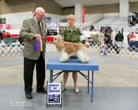 Cocker Spaniel ASCOB #5 BOB Sat Shawna Buckley Judge Robert Boothe  LR Midland Feb 2013