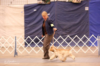 Cocker Spaniel B Match Ring Fri LR Midland Feb 2013
