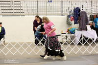 Cocker Spaniel Parti-Color Sat Ring LR Midland Feb 2013