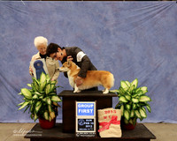 Corgi Pembroke Welsh #6 Sun Group 1 Ginnie Burchardt Judge P Hartinger LR Midland Feb 2013