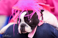 Costume Contest Sat Ring LR Midland Feb 2013