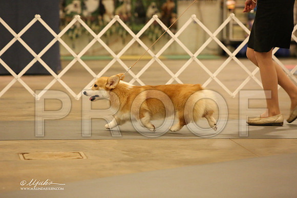 CorgPW-2552-LR