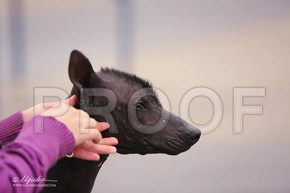 Xolo-2373-LR