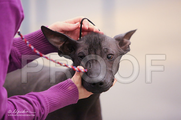 Xolo-2376-LR