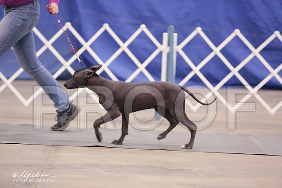 Xolo-2386-LR