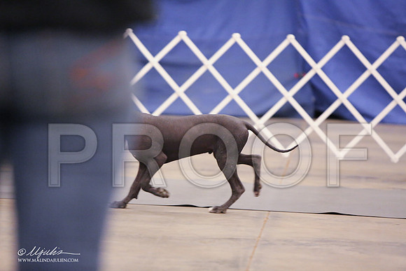 Xolo-2388-LR
