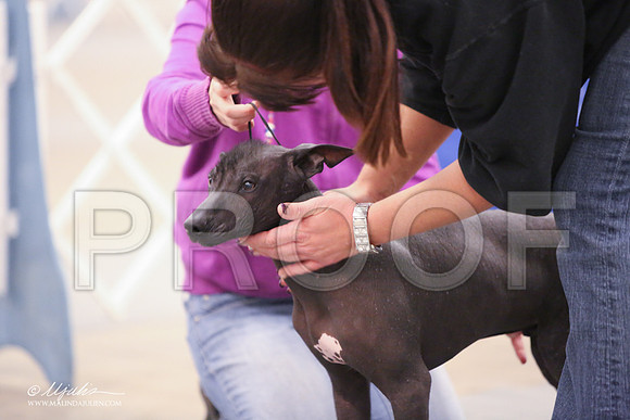 Xolo-2391-LR