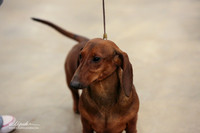 Dachshund B Match Ring Fri LR Midland Feb 2013