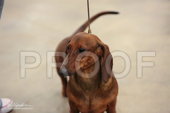 Dach-0727-LR