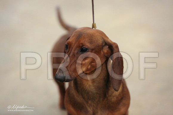 Dach-0728-LR