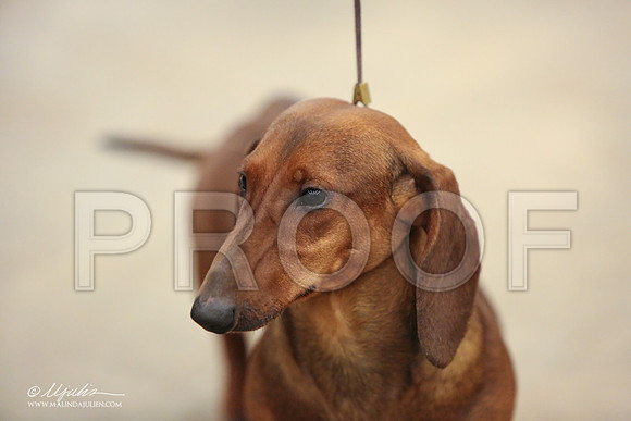 Dach-0729-LR