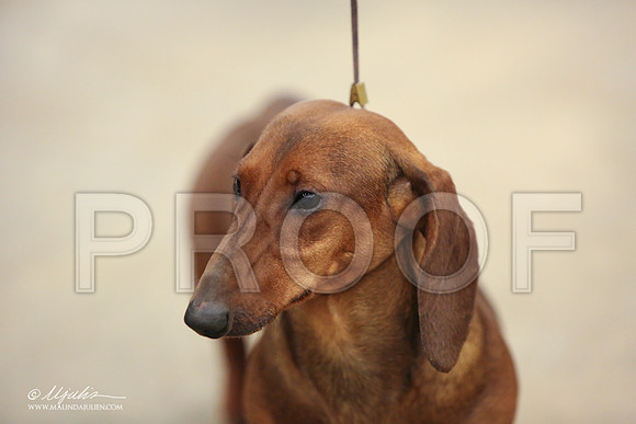 Dach-0730-LR