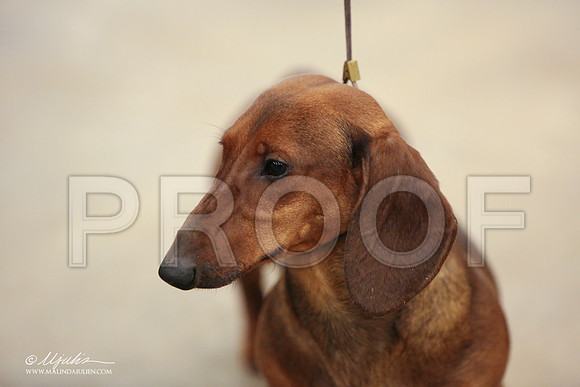 Dach-0731-LR