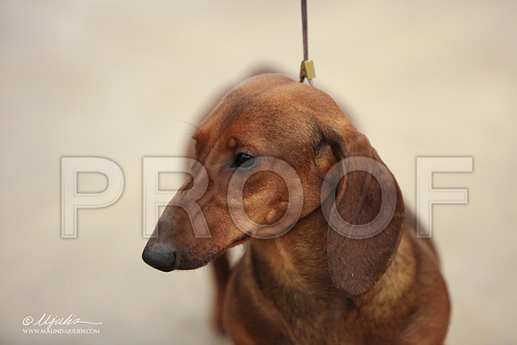 Dach-0733-LR