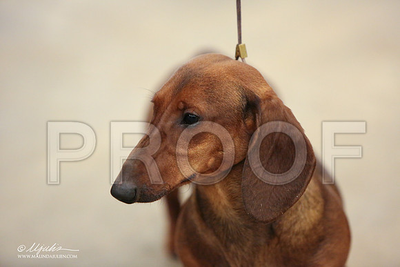 Dach-0732-LR