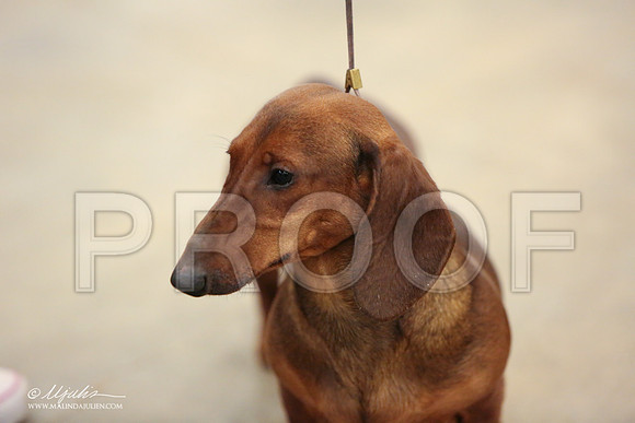 Dach-0736-LR