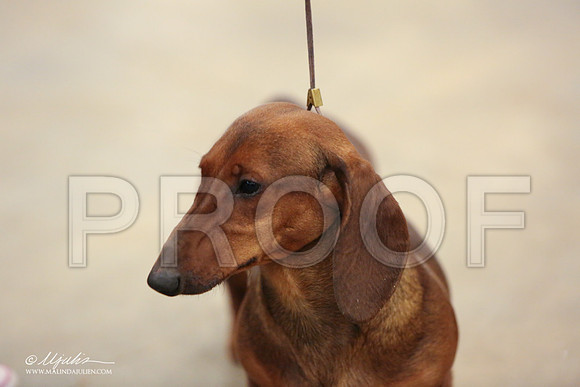 Dach-0737-LR