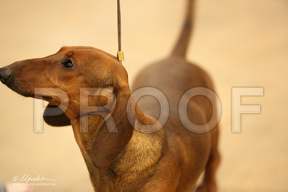 Dach-0739-LR