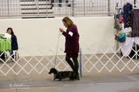 Dachshund Longhaired Sat Ring LR Midland Feb 2013