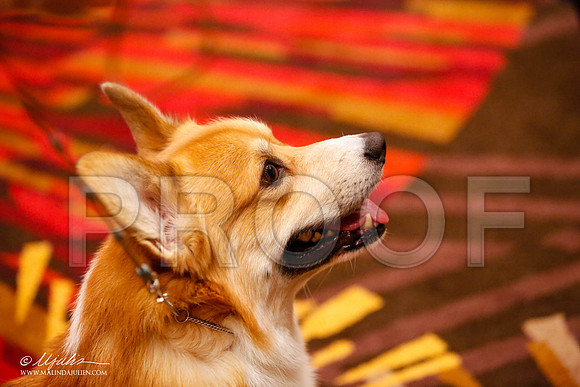 _JJ_9407-HstnCorgiFeb2015-HR3