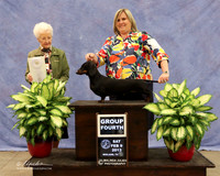 Dachshund Smooth #10 Lexa Richmond Judge A Inman  LR Midland Feb 2013