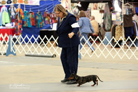 Dachshund Smooth Sat Ring LR Midland Feb 2013