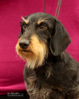 Dachshund Wirehaired "Chief" Tammy Marshall LR Midland Feb 2013