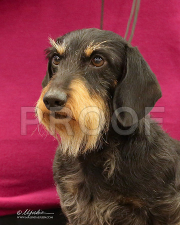 DachW-9771-LR