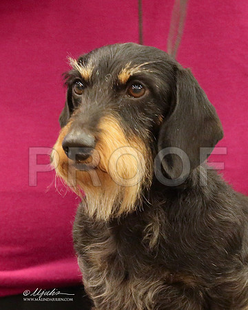 DachW-9772-LR