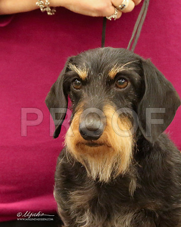 DachW-9773-LR