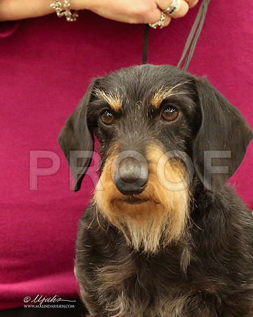 DachW-9774-LR