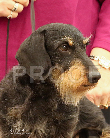 DachW-9777-LR