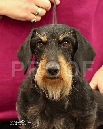 DachW-9779-LR