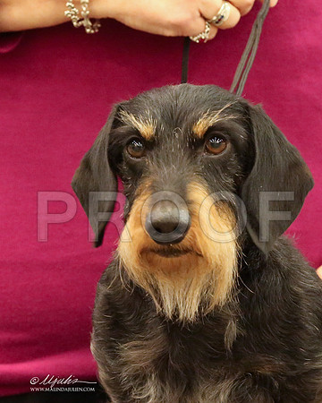 DachW-9776-LR