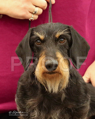 DachW-9782-LR