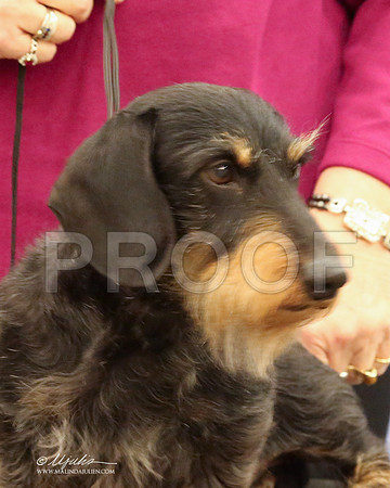 DachW-9778-LR