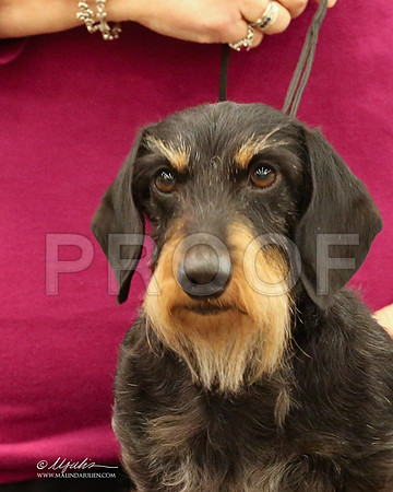 DachW-9775-LR