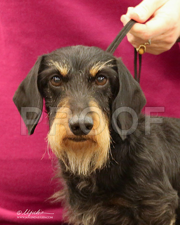 DachW-9784-LR