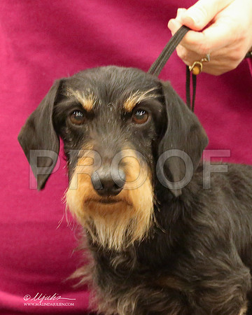 DachW-9786-LR