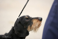 Dachshund Wirehaired #5 Rhonda Hale Cathy Smith Sun Ring LR Midland Feb 2013