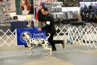 Dalmatian Sat RingLR Midland Feb 2013