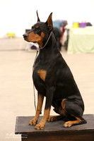 Doberman #15 Sat Custom Mary Byrns Teresa Nail LR Midland Feb 2013
