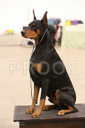 dobe-8259-LR